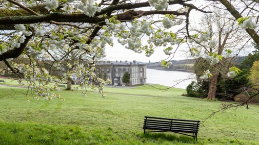 Coeden blodau ceirios gyda'r Tŷ yn y cefndir